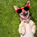 image of aa dog wearing sunglaasses