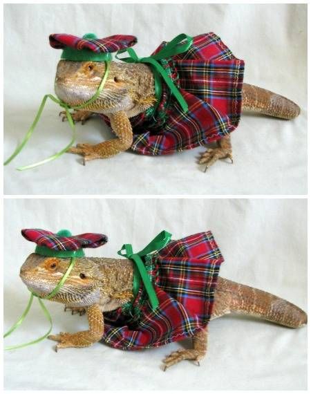 A Scottish kilt and tam sized perfectly for a pet lizard. Ideal for the book lover who wants their dearest reptile to look like a character from Outlander.
