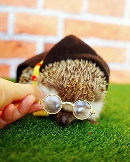 Bookish pet costumes - this tiny Harry Potter costume is made especially for hedgehogs who want to dress as JK Rowling's Boy Who Lived.