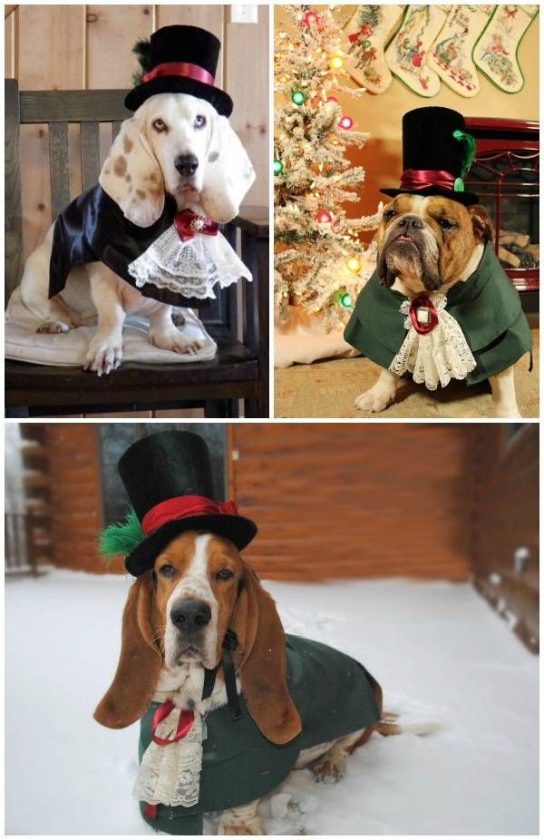 Custom Victorian costumes for dogs - these amazing pet costumes are meant for canine ringbearers, but would be perfect for many occasions.
