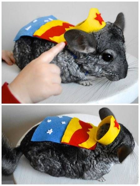 Thanks to this pet costume, you can finally dress your chinchilla as Wonder Woman.