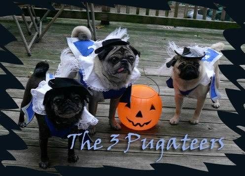 The 3 Pugateers - an all-pug rendition of The Three Musketeers, thanks to these amazing bookish pet costumes.