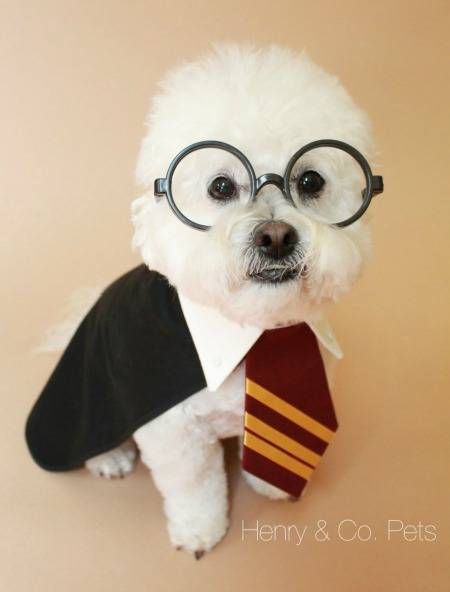 The cutest Boy Who Lived you ever did see. Any dog would be proud to wear this Harry Potter costume.