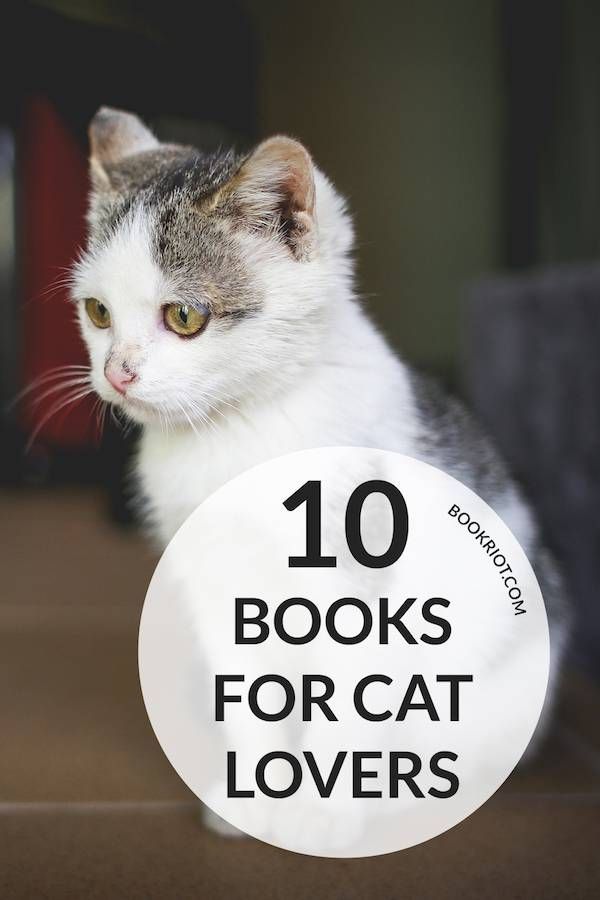 'How to Tell If Your Cat Is Plotting to Kill You' and more books for cat lovers!