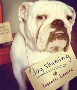Dog Shaming by Pascale Lemire