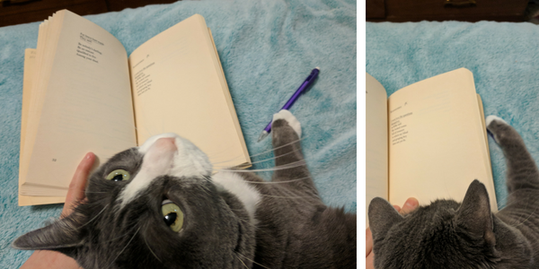 My cat reads and annotates Alice Walker poetry