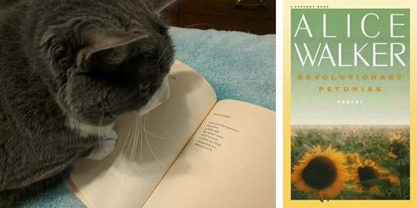 My cat reviews Revolutionary Petunias by Alice Walker