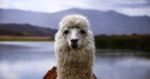 best books about llamas feature