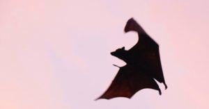 bat vampire feature
