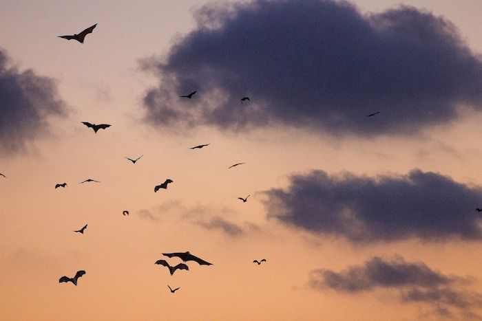 Bats flying against a sunset sky