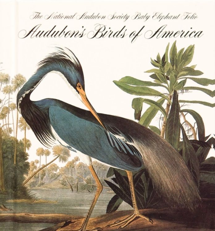 cover of The Birds of America