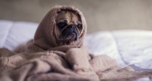 a pug wrapped in a blanket looking sad