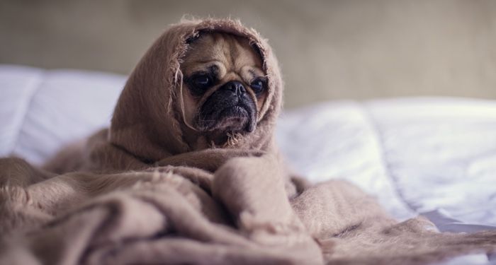 a pug wrapped in a blanket looking sad