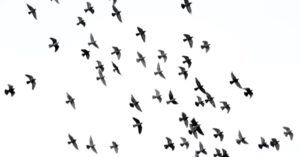 birds in flight against a white sky