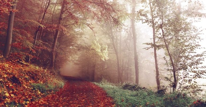 foggy fall forest scene