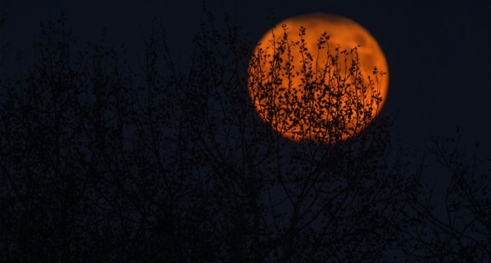 image of an orange moon peeking through tree branches at night https://unsplash.com/photos/2Ni0lCRF9bw