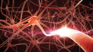 3D rendering of neurons in brain for neuroscience