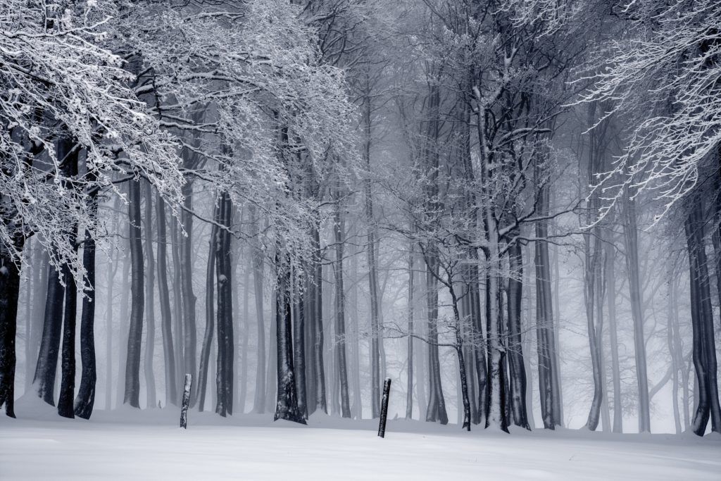 image of a snowy forest https://www.pexels.com/photo/black-and-white-cold-fog-forest-235621/