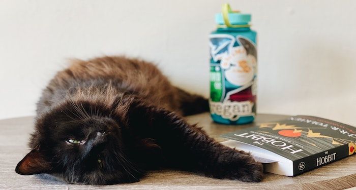 cat with a book feature