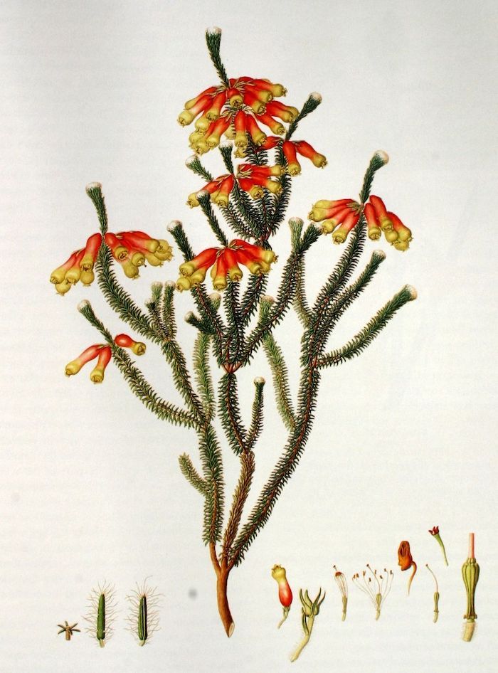 illustration of Erica Massoni plant by Franz Bauer