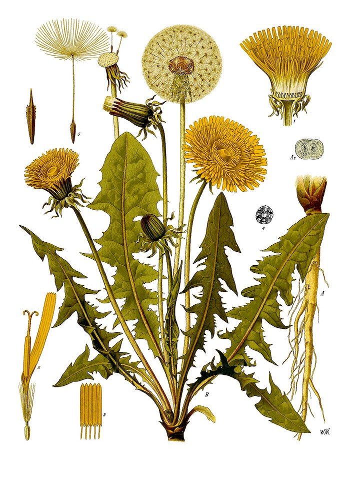 illustration of the common dandelion by Franz Eugen Köhler