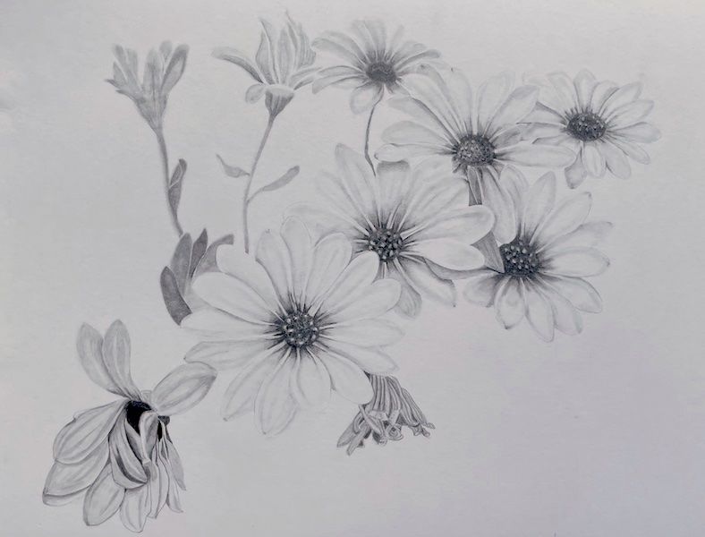 a drawing of African Daisies in black and white