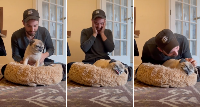 three stills from TikToks of Noodle the pug as he tries to sit up in bed