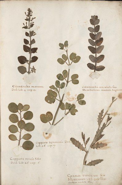 Five leaf branches are attached to a page using cloth tape. They are examples of various plants collected by the Flemish botanist Bernardus Wynhouts. 