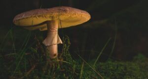 image of a single mushroom