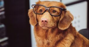 cover dog with glasses
