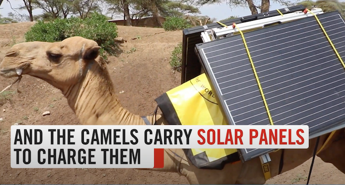 a still from a YouTube video showing a camel with solar panels on its back