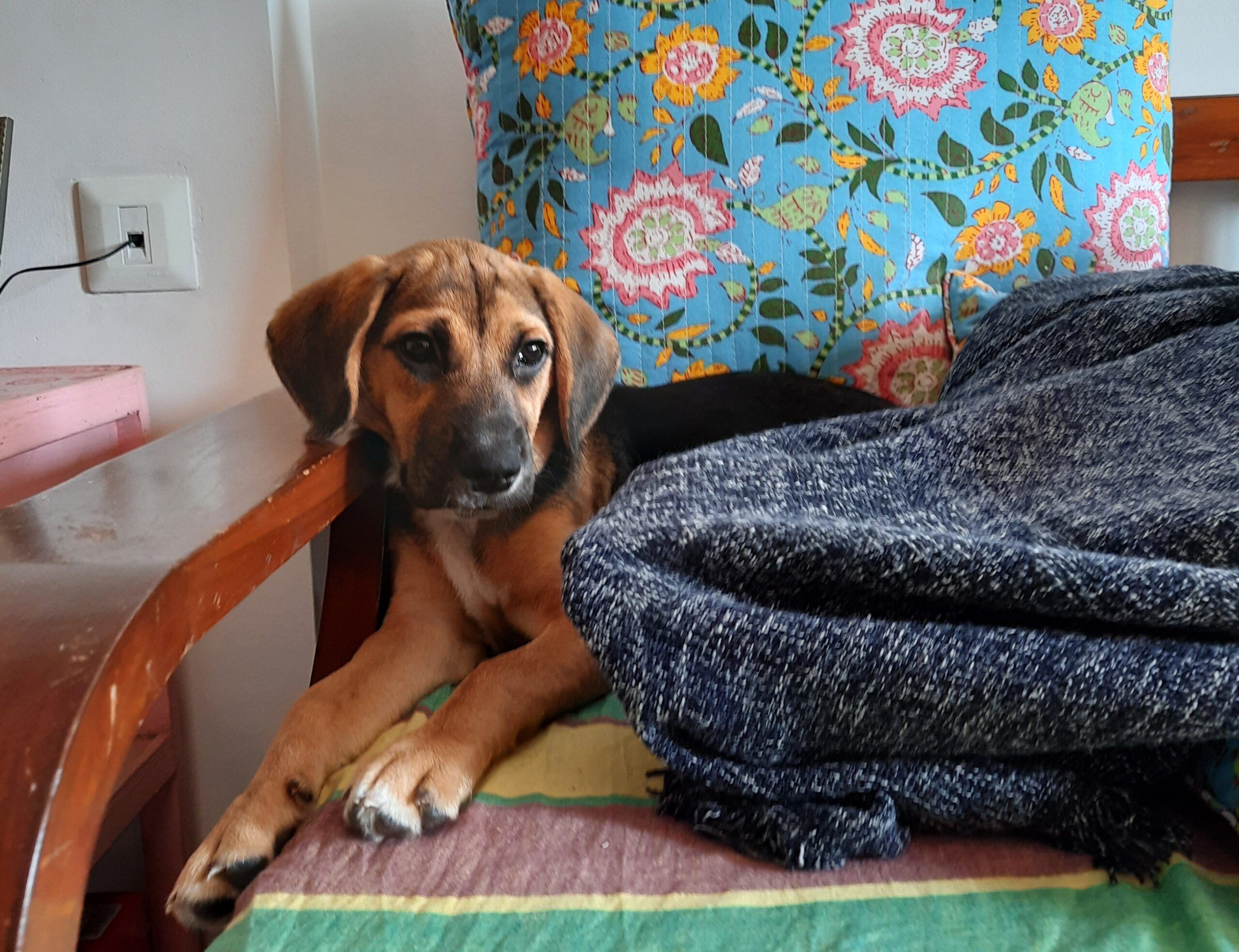 a photo of Cookie, a brown and black dog with floppy ears, on a chair with a blanket