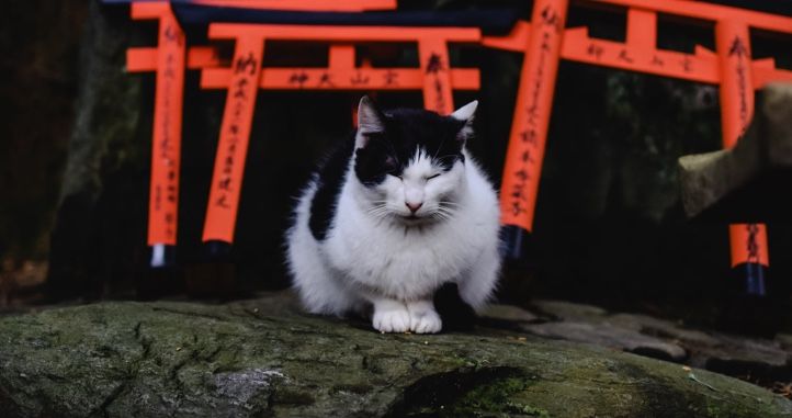 cat in Japan in front of signs with Japanese writing