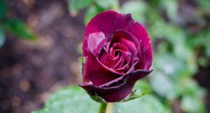 image of a single purple rose
