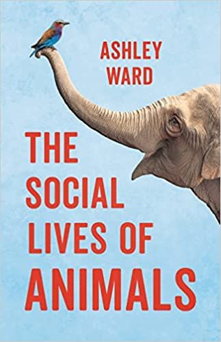 cover of the social lives of animals