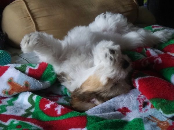 Author photo of a white-and-sable Havanese puppy sleeping on her back with her front legs straight out like Superman