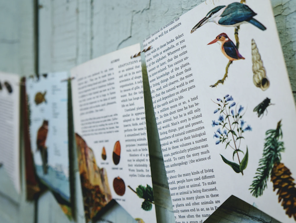 nature-themed book banner