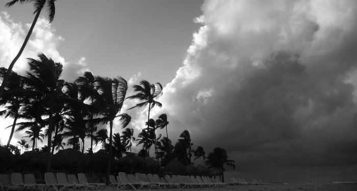 black and white image of a beach during a storm. Palm trees are bing blown by the wind.