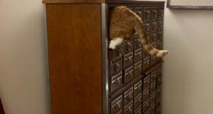 image of an orange cat inside a card catalog drawer
