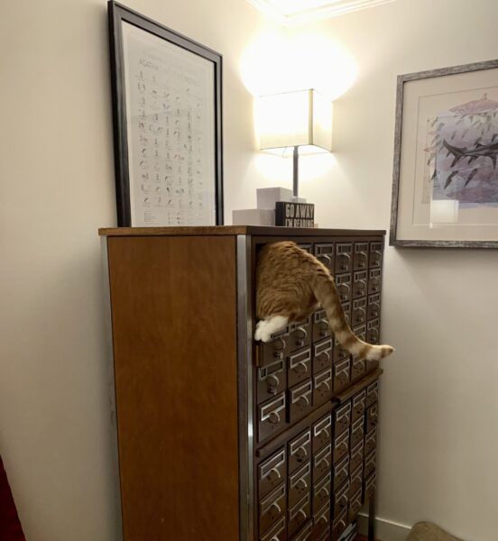 orange cat with its lower half sticking out of an open drawer of a card catalog; photo by Liberty Hardy