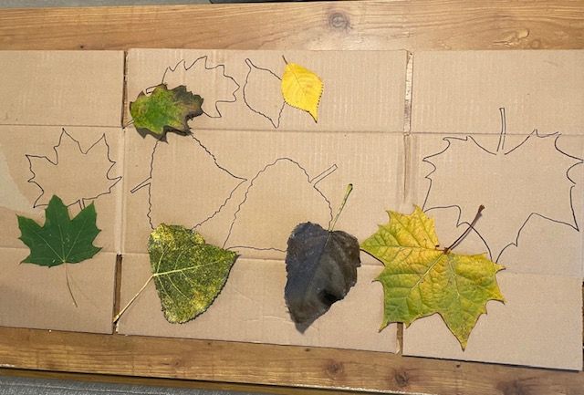 Six fallen leaves on a piece of cardboard, where they've been traced to make stencils