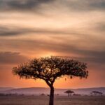 serengeti sunset