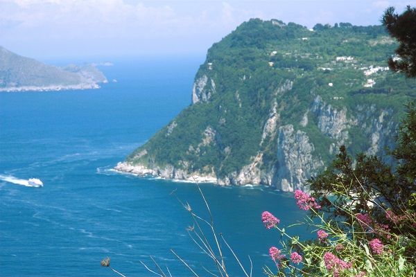 Image of the Isle of Capri, with a wildflowers in the foreground and a ferry arriving into the cove. 