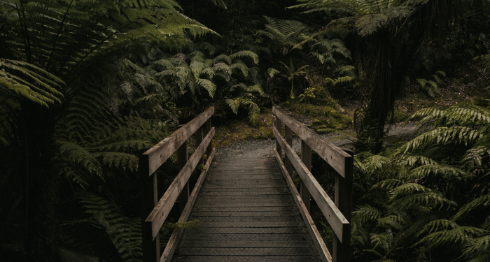 a photo of a bridge into dark woods