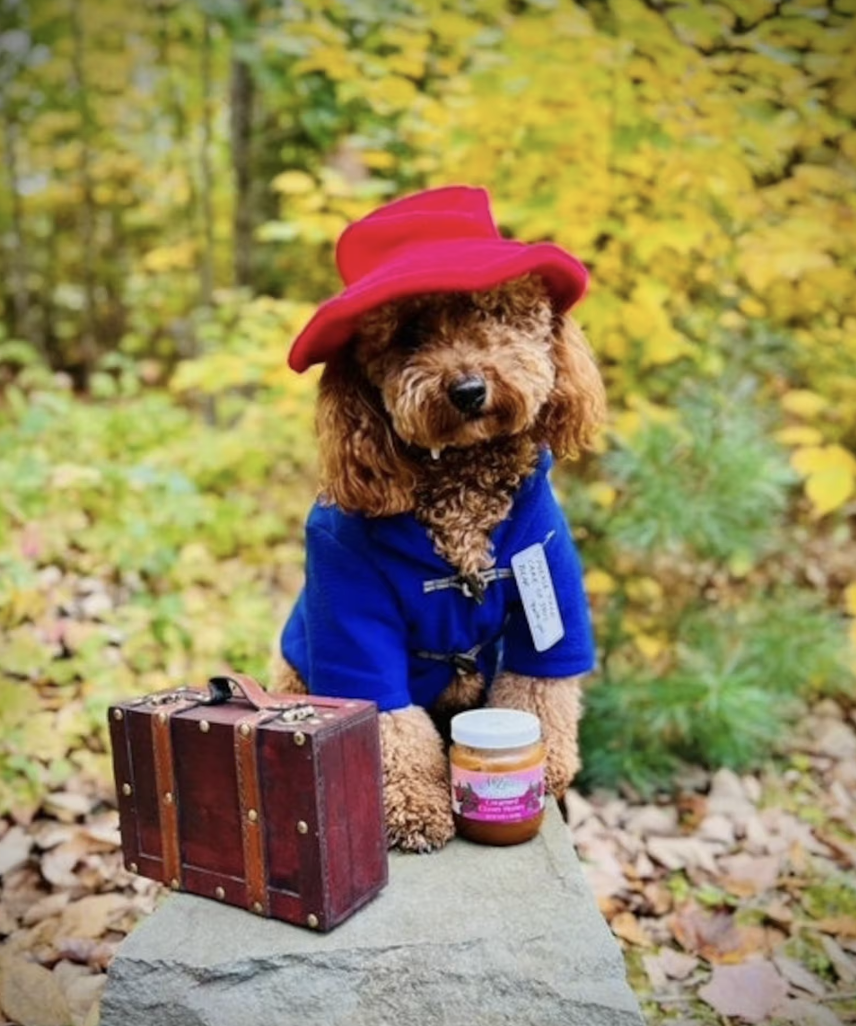 A brown fluffy dog posing outside in a blue coat and red hat reminiscent of Paddington Bear, along with a tiny suitcase and jar of marmalade