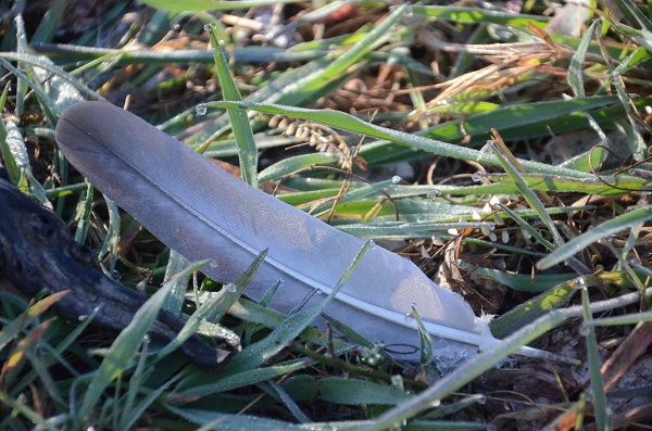 image of feather sitting in the grass