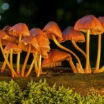 Orange mushrooms on a tree