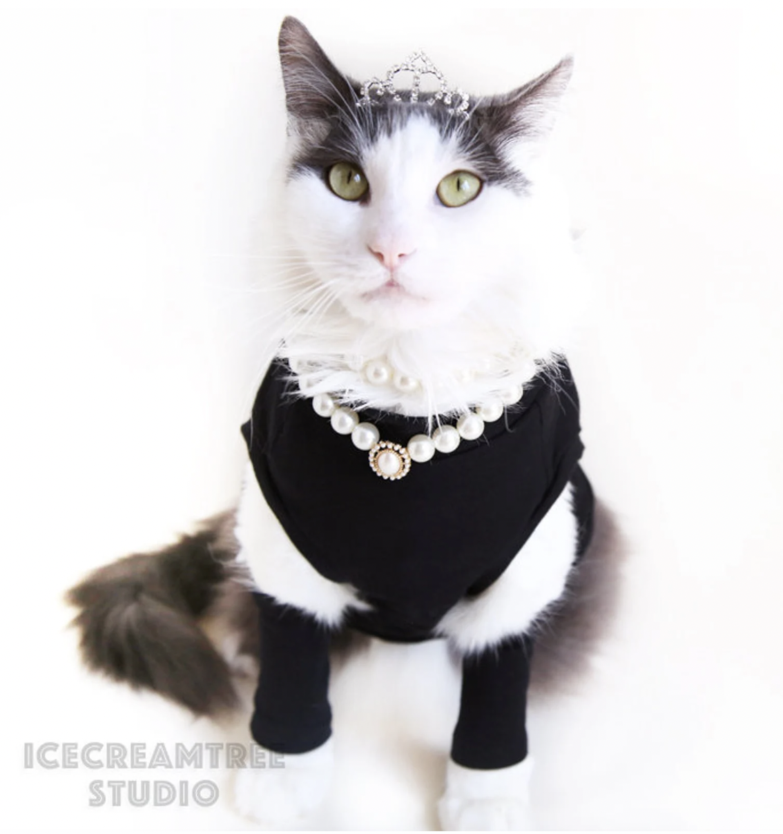 White and gray cat in a black dress, pearl necklace, and tiara like Audrey Hepburn in Breakfast at Tiffany's