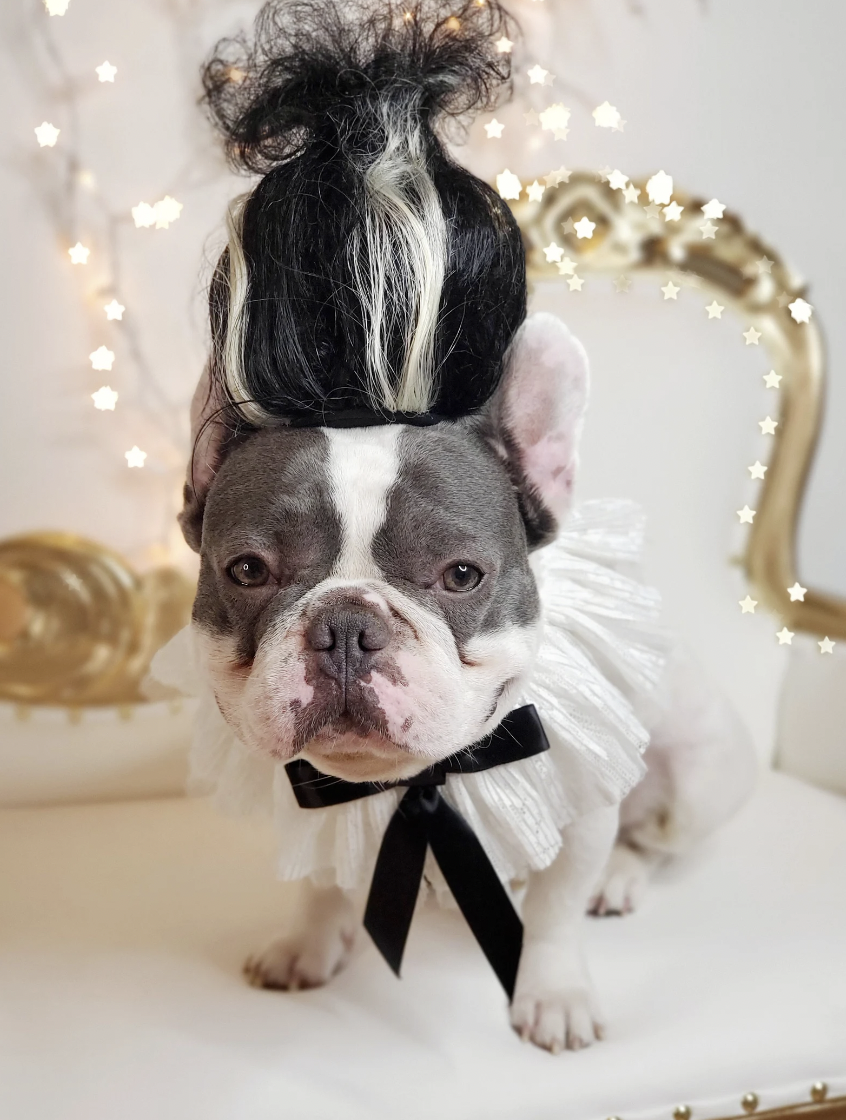 French bulldog in a white lacy collar with black bow and a black wig with white stripes styled up like the bride of Frankenstein