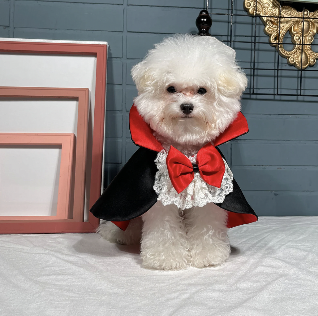 A white fluffy dog in a black cape with red collar and lacy front with red bow
